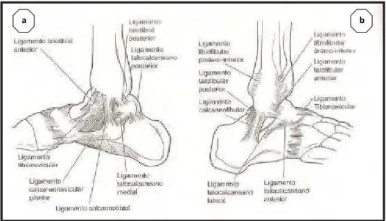 FIGURA 3 – Ligamentos da articulação do tornozelo: (a) vista medial; e (b) vista lateral Fonte: Spence, 1991
