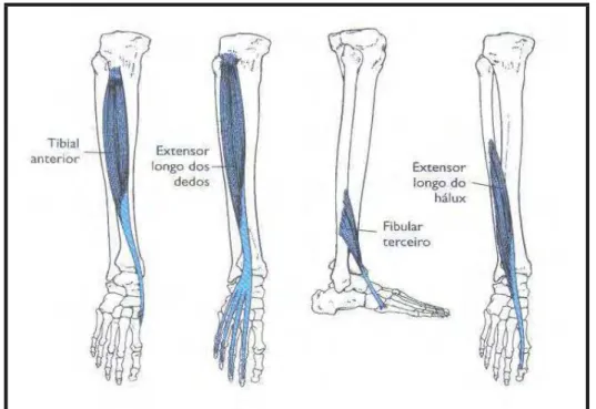 FIGURA 6 – Músculos que realizam flexão dorsal do tornozelo Fonte: Hall, 2009