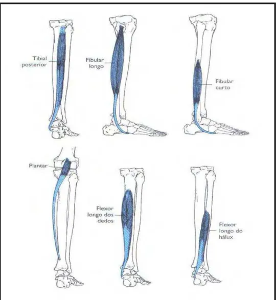 FIGURA 8 – Músculos que auxiliam na flexão plantar do tornozelo Fonte: Hall, 2009