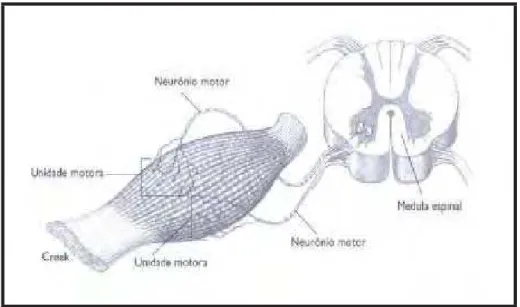 FIGURA 18 – Representação esquemática de uma unidade motora: um único neurônio motor e todas as fibras musculares por ele inervadas