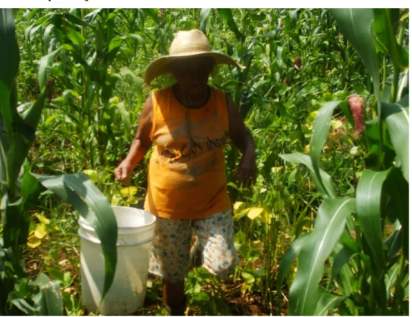 Foto 3 : Sra. Nice trabalhando, ao fundo plantação de milho. Andréia Jofre, janeiro de 2011