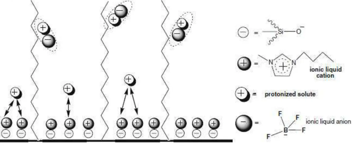 Figura 10: Esquema do mecanismo de separação no interior da coluna cromatográfica. 