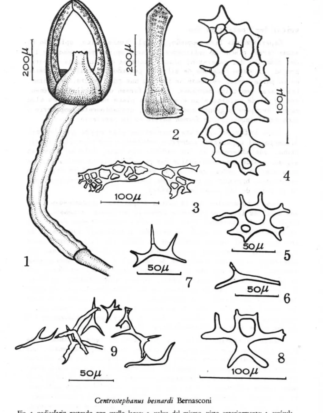 Fig.  J,  pediceIario  rostrado  coo  cueUo  largo;  2,  valva  dei  mismo,  visto  exterionnente;  J,  espícula  dei  gonoducto;  4-8,  espículas  dei  cono  anal;  9,  espículas  dei  ambulacro,  en  serie  longitudinal 