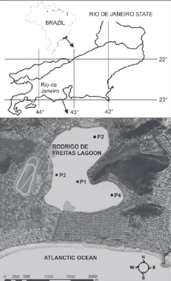 Figure 1. Location of Rodrigo de Freitas Lagoon on the Brazilian coast and and position of sampling points.