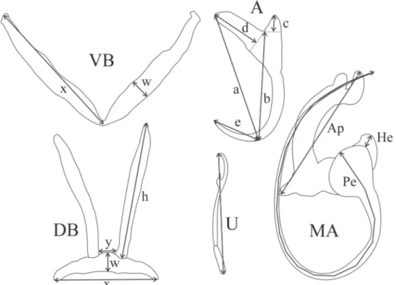 Figure 1. Measurements used in this study: (DB) dorsal transverse bar: (h) length of dorsal bar auricle; (w) dorsal bar maximum width;