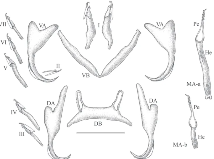 Figure 5. Cichlidogyrus centesimus sp. nov.: (DB) dorsal transverse bar; (DA) dorsal anchor; (He) heel; (MA-a) male apparatus, with long heel; (MA-b) male apparatus, with short heel; (Pe) penis; (VB) ventral transverse bar; (VA) ventral anchor; (I-VII) unc