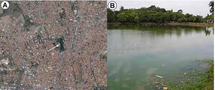 Fig. 1. Localização do Lago Azul: em A, a seta indica o Lago na cidade de Rio  Claro. Em B, observa-se a sujeira na margem do lago
