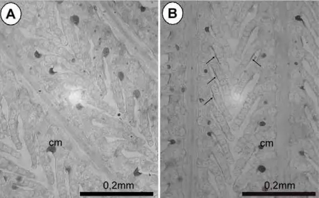 Fig. 4. Brânquias de O. niloticus submetidas à técnica de PAS, evidenciando células mucosas