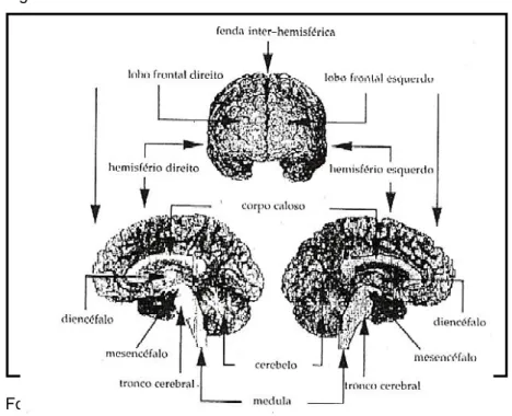 Fig. 1- Cérebro Humano Vivo Reconstruído a três Dimensões 