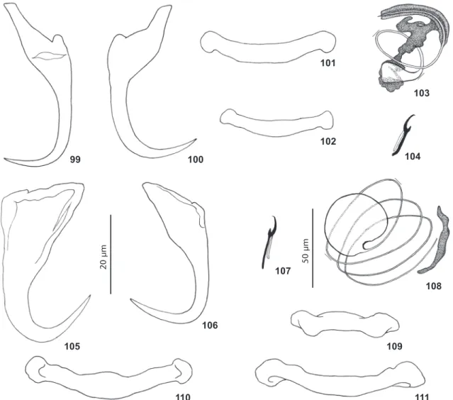 Figs 105-111 Syn. Haliotrema chrysotaeniae Young, 1968