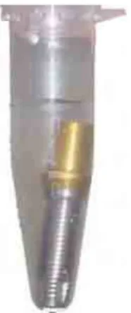 FIGURA 5 – Implante submerso em solução. 