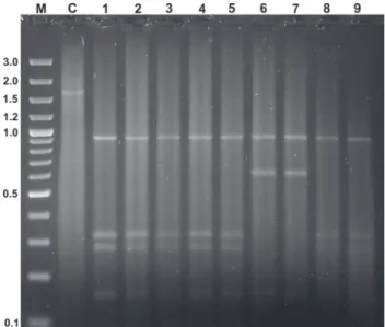 Figure 6. HinfI RFLP patterns of a fragment of the gene COI in M.