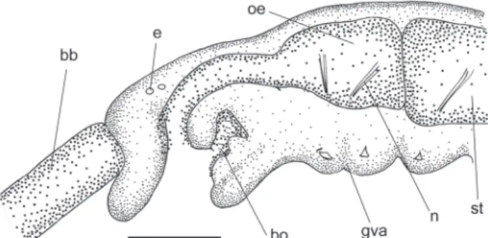 Figure 1. Nicolea  uspiana: anterior end of a postlarval specimen.