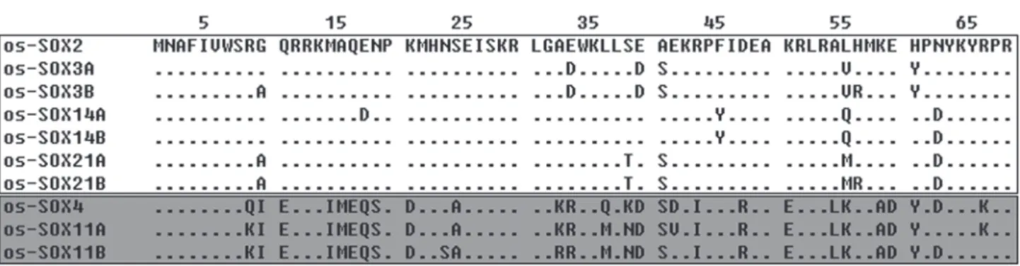 Table I. Sox gene sequences used in this paper.