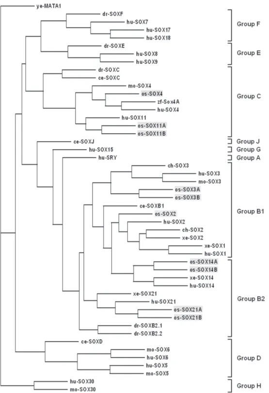 Figure 4. Phylogenetic neighbor-joining tree of Sox gene family. An alignment of the HMG domain sequences was made with Clustal X;