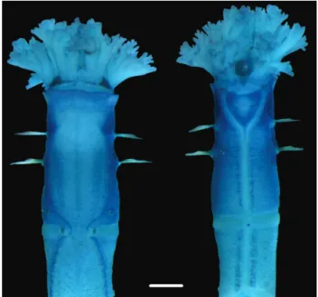 Figure 29. Methyl green colour pattern of anterior end of the body  in dorsal (left) and ventral (right) views