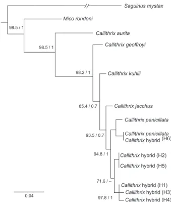 Figure 9. The Bayesian and Maximum Likelihood analyses for MT- MT-CYB of Callithrix, rooted by Saguinus