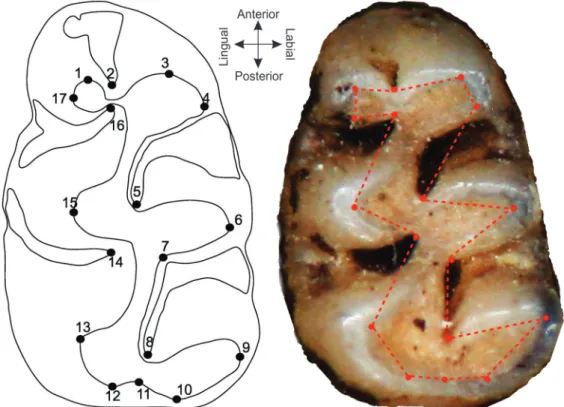 Figure 2. Landmarks of the molar used in this study. For landmarks description, see text.