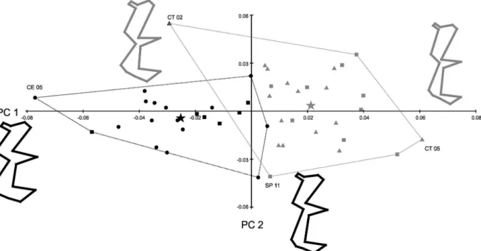 Figure 3. PCA showing the individual projections of Calomys sp., C. expulsus and C. tener in the two major axis (PC1 28.7%, PC2 12.3% 