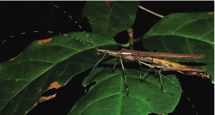 Figure 30. Malacomorpha cancellata comb. nov., mating couple. Photo is a courtesy of Willianilson Pessoa.