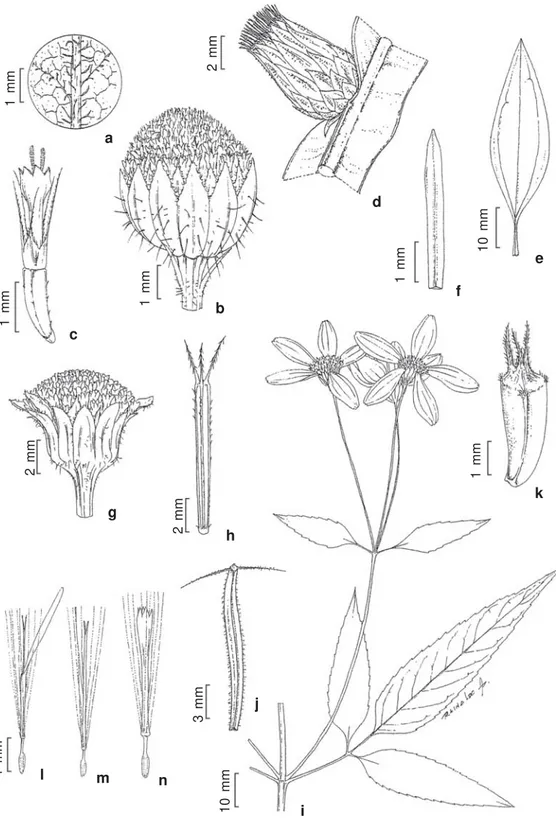 Figura 3 – a-c. Baccharis serrulata – a. detalhe da face abaxial da lâmina foliar; b. capitulo; c