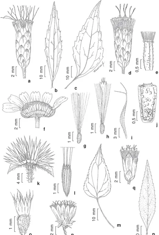 Figura 4 – a-b. Chromolaena laevigata – a. capítulo; b. folha. c-e. Chromolaena maximilianii – c