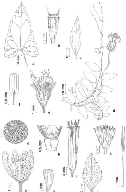 Figura 6 – a-b. Mikania salviaefolia – a. folha; b. cipsela. c. Mikania trinervis – c
