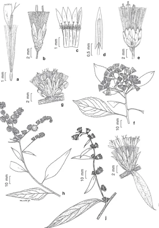 Figura 7 – a. Sonchus oleraceus – a. flor. b-d. Steyermarkina pyrifolia – b. capítulo; c