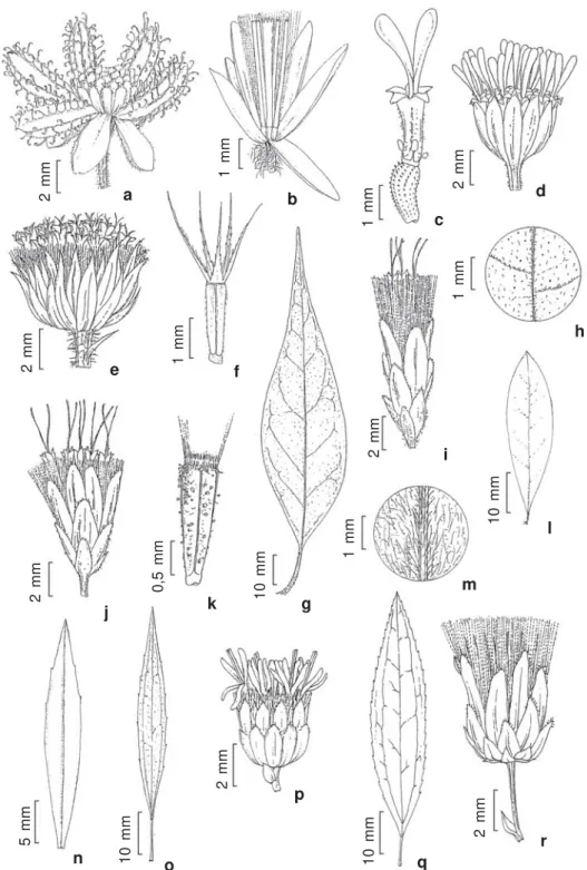 Figura 2 – a. Acanthospermum australe – a. capítulo. b. Achyrocline satureioides – b. capítulo