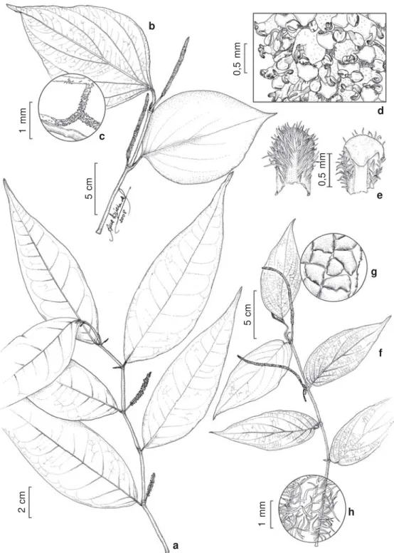 Figura 2 – a. Piper eucalyptophyllum C.DC. – ramo com espigas. b-e. Piper itatiaianum C