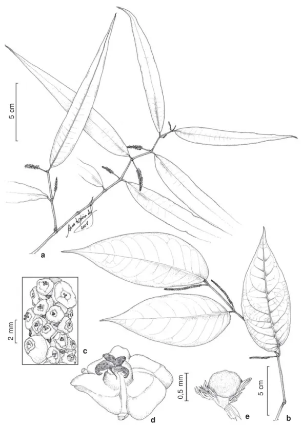 Figure 4 – a. Piper strictifolium (Rizz) D. Monteiro &amp; E.F. Guim. – branch with spikes