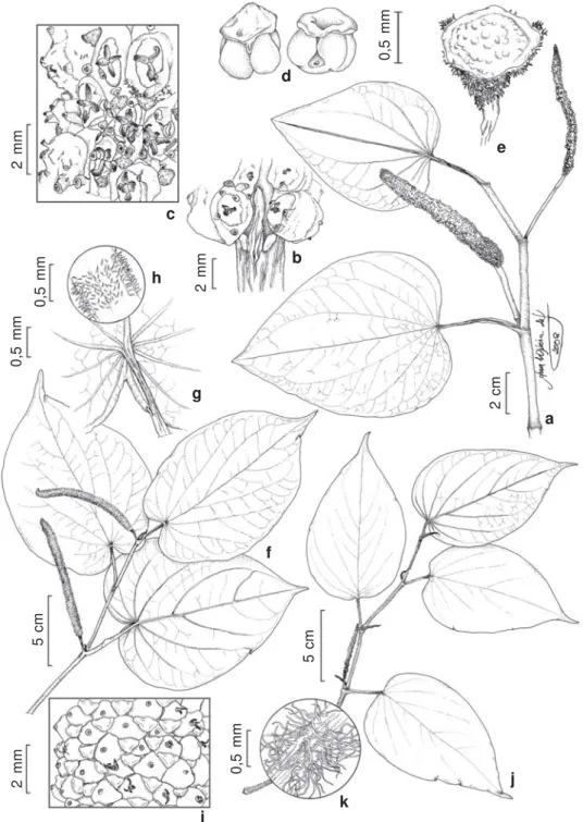 Figure 1 – a-e. Manekia obtusa (Miq.) Arias, Callejas &amp; Bornstein – a. part of the branch with spikes; b
