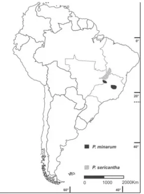 Figure 6 – Restrict Brazilian Pattern, Pfaffia elata R. E.