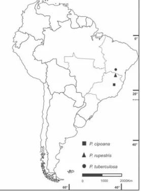 Figure 7 – Restrict Brazilian pattern, Pfaffia aphylla Suess., P. argyrea Pedersen, P