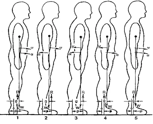 Figura 3 - Representação esquemática da relação entre COP e COG durante a postura ereta de  um sujeito oscilando para frente e para trás