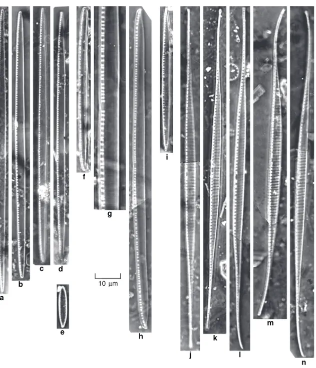 Figura 5 – MO – a-d. N. intermedia. e. N. latens. f-h. N. linearis var. linearis. i. N