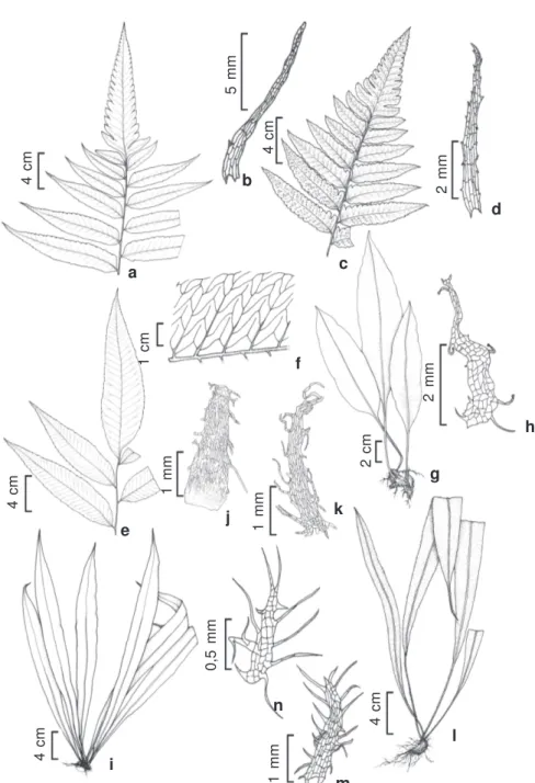 Figura 1 – a-b – Cyclodium heterodon (Schrad.) T. Moore var. abbreviatum (C. Presl) A.R