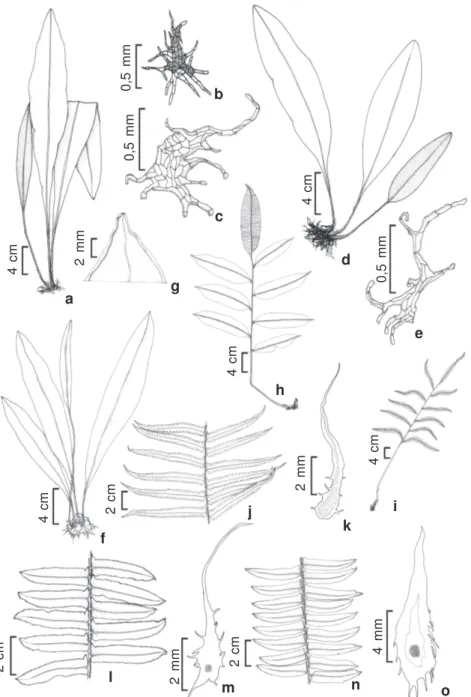 Figura 2 – a-c – Elaphoglossum luridum (Fée) H. Christ – a. hábito; b. escama do tecido laminar; c