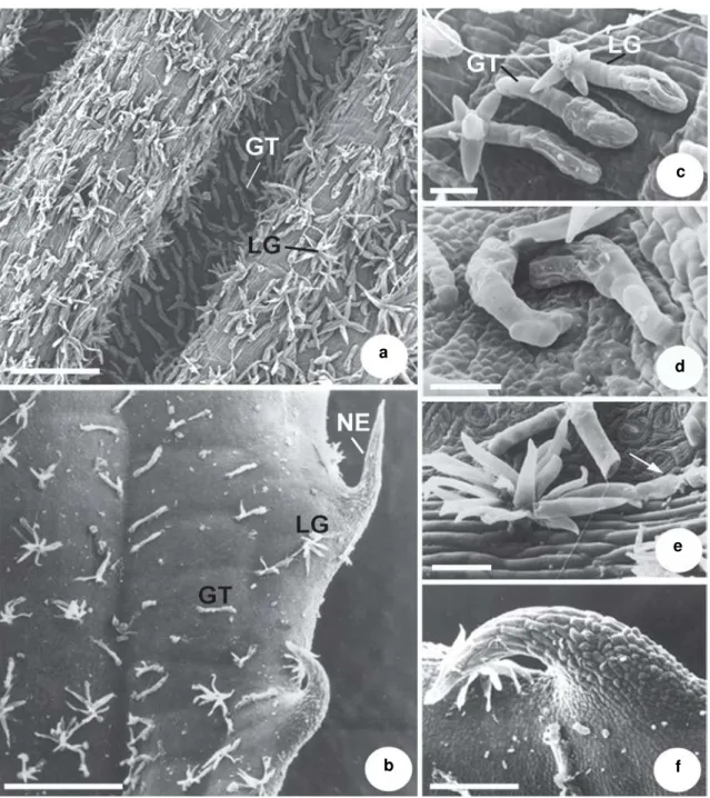 Figure 2 – a-f. Leaf indumentum of Miconia ligustroides – a. abaxial surface of a young leaf showing glandular trichomes and lateral glands; b