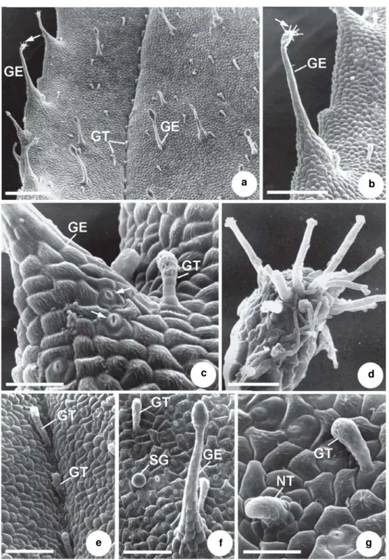 Figure 4 – a-g. Indumentum abaxial surface of a mature leaf of Rhynchanthera dichotoma – a