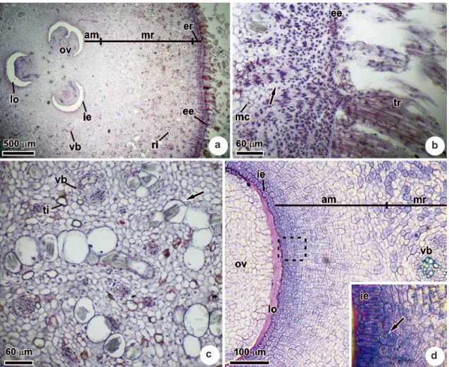 Figure 1  ‒  Transversal sections of the ovary of  Acrocomia aculeata . a. Panoramic view, indicating the different  anatomical regions
