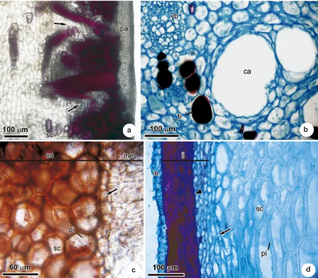 Figure 4  ‒  Longitudinal sections of the pericarp of  Acrocomia aculeata  after 70 days of development