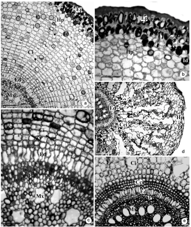 Figure 7 – Root transverse sections of Androtrichum trigynum  (Spr.) Pfeiffer. a. General view