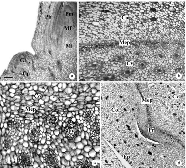 Figure 2 – Rhizome of Androtrichum trigynum (Spr.) Pfeiffer. Longitudinal section (a) and transverse sections (b-d)