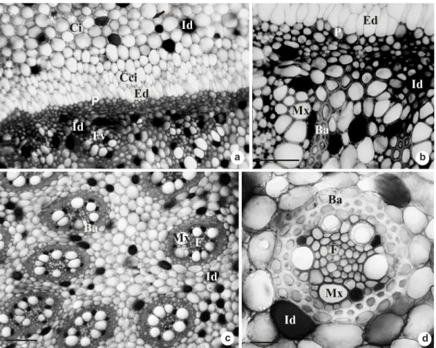 Figure 3 – Rhizome transverse sections of Androtrichum trigynum (Spr.) Pfeiffer. a. Endodermis and pericycle  differentiated from PTM