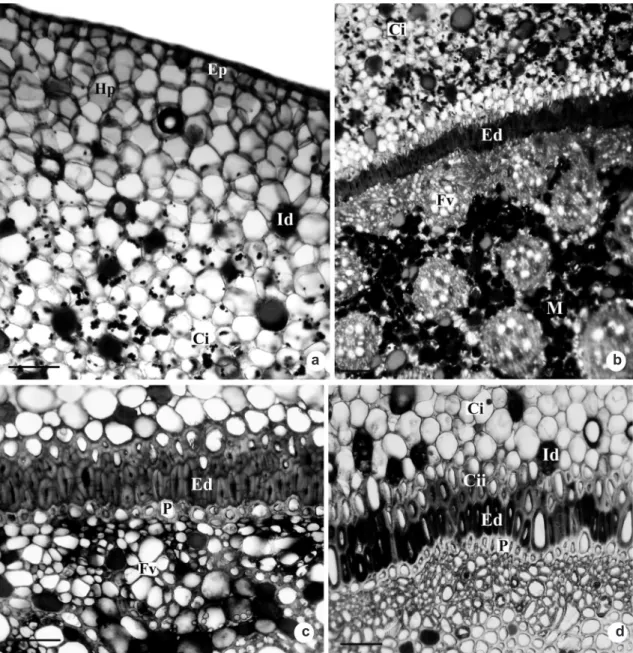 Figure 4 – Rhizome transverse sections of Androtrichum trigynum (Spr.) Pfeiffer. a. Hypodermis with no starch grains  is observed