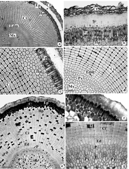 Figure 6 – Root apex transverse sections of Androtrichum trigynum (Spr.) Pfeiffer. a-d
