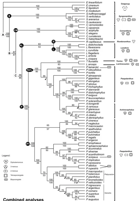 Figure 6  ‒  Majority rule consensus tree (50%) of the Bayesian analysis of the combined trnL-F and ITS data