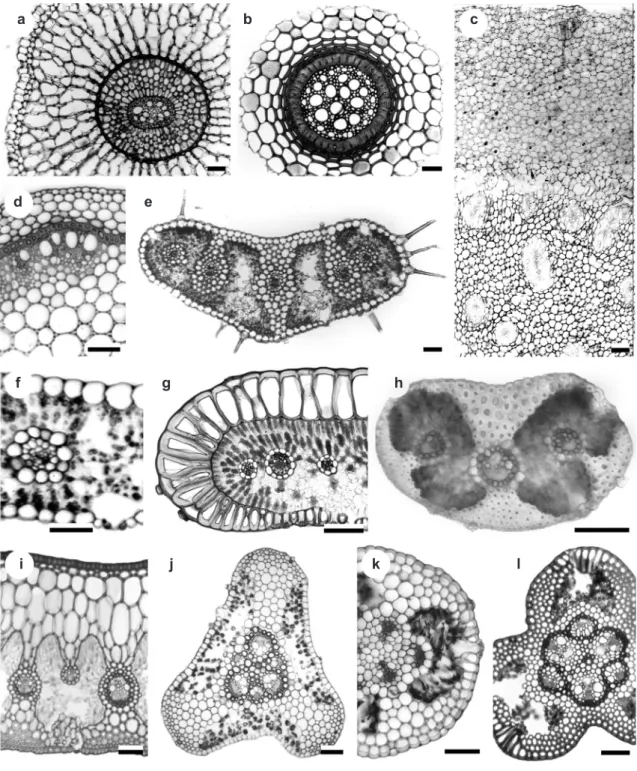 Figure 1  ‒  Anatomical characters of the vegetative organs of Eriocaulaceae species (transverse sections)  ‒  roots: a