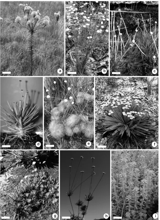 Figure 2  ‒  Habits of Eriocaulaceae  ‒  a. Actinocephalus bongardii; b. Comanthera elegans; c